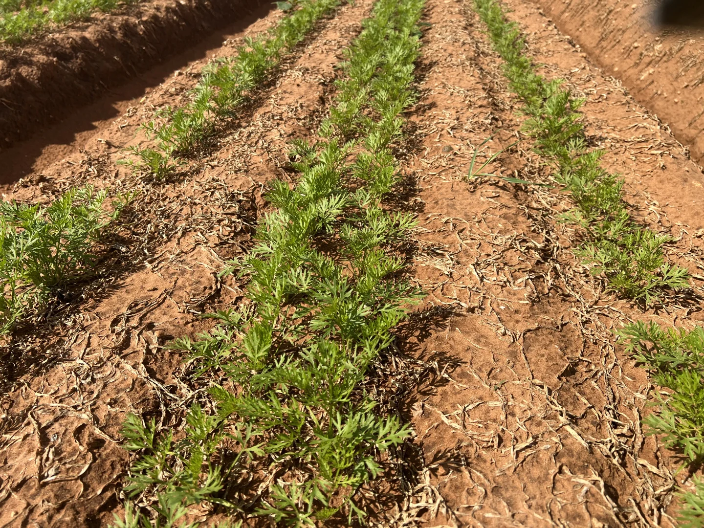 Additional image 4 of 66 Morrell Road, Bowhill SA 5238