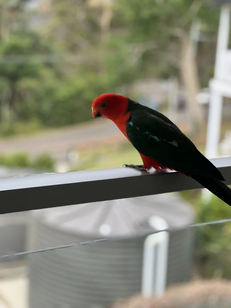 Additional image 21 of 82 Contour Road, Tamborine Mountain QLD 4272