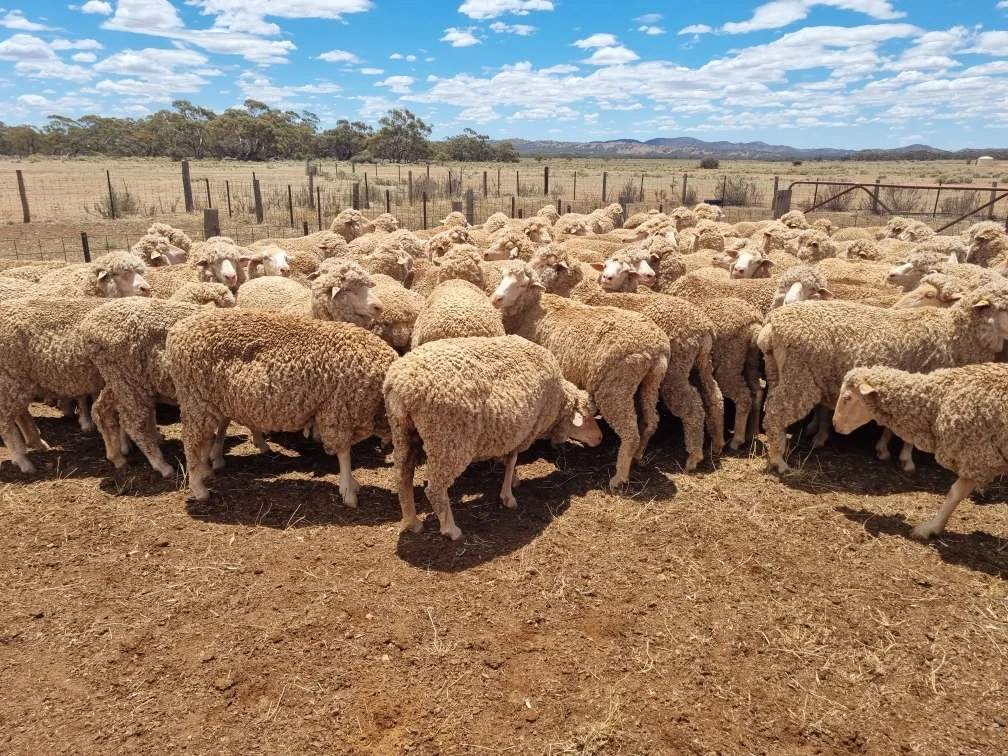 Additional image 8 of 'Markeys' Bri Glen Springs Road, Wonna SA 5419