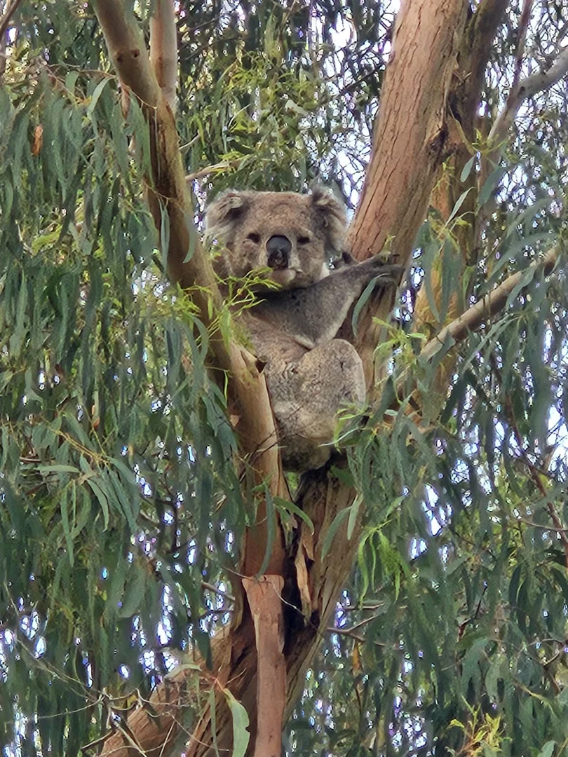Additional image 24 of 42 Old Hat Road, Foster VIC 3960