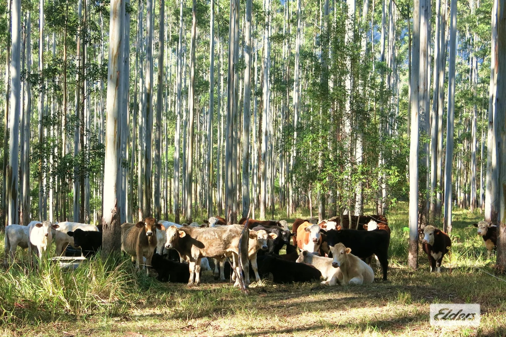 Additional image 37 of 354 Kunghur Creek Road, Kunghur Creek NSW 2484