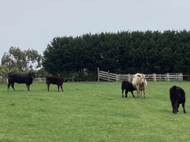 Additional image 17 of 236 Morrisons Lane, Korobeit VIC 3341