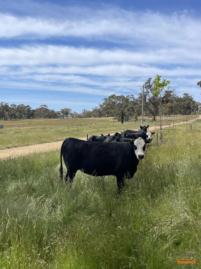 Additional image 38 of "Jimmy Doo" 404 Westons Road, Crackenback NSW 2627