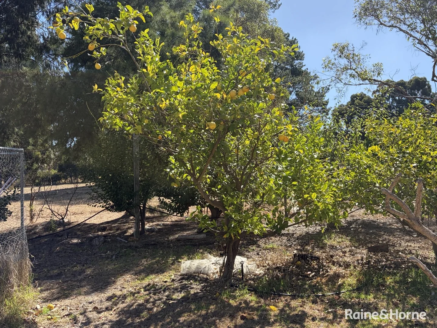 Additional image 22 of 214 Marmion Street, Mount Barker WA 6324