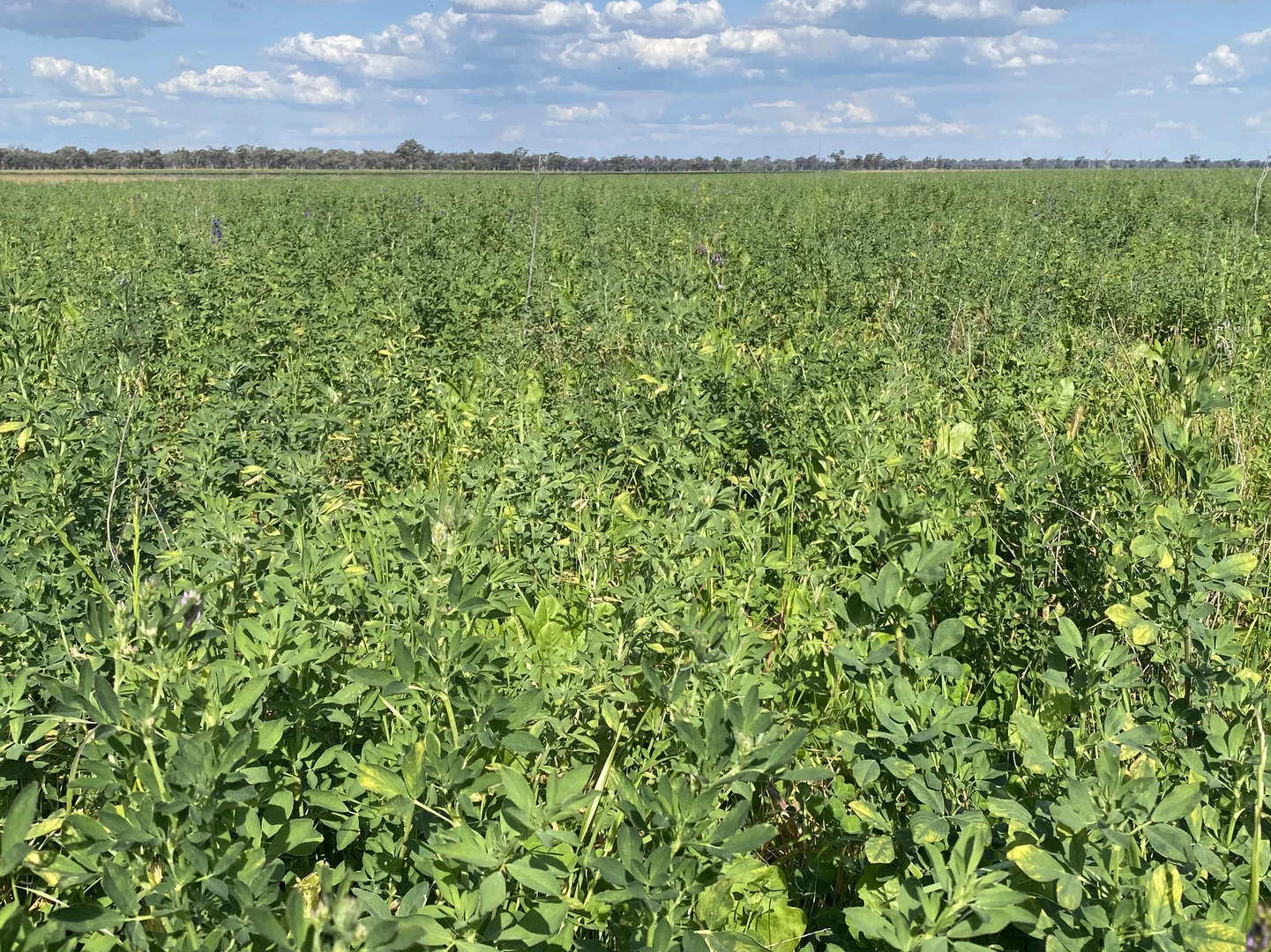 Additional image 2 of 1715 The Bogan Way, Forbes NSW 2871