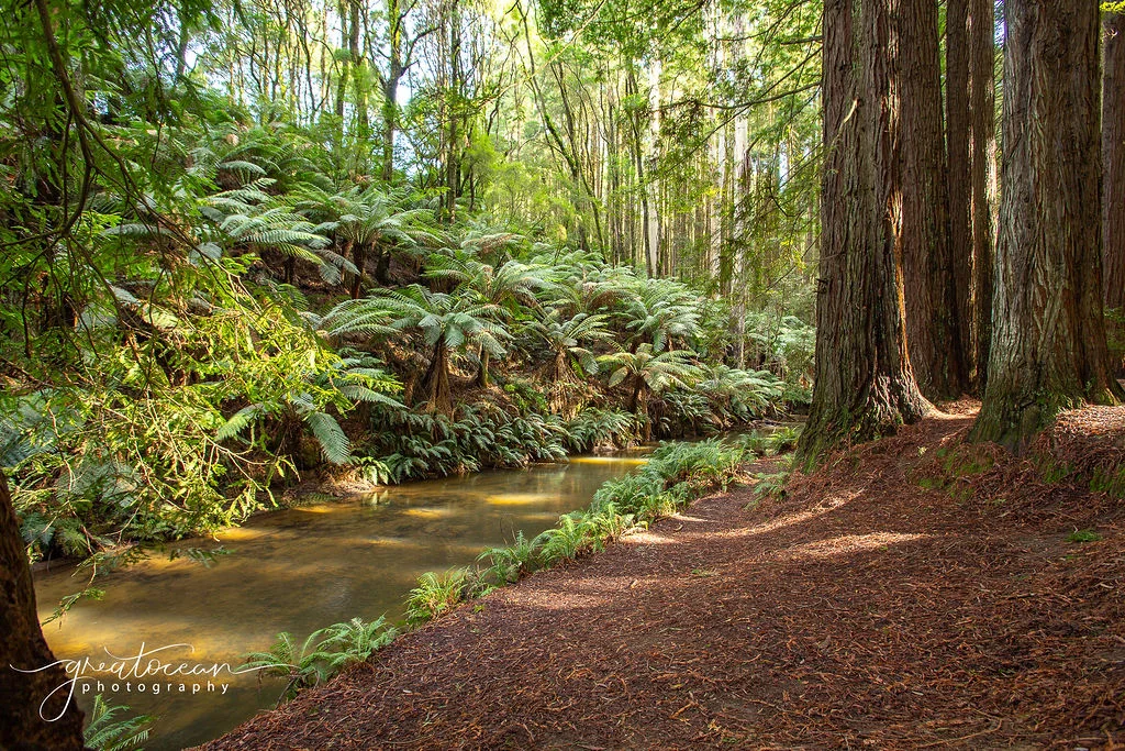 Additional image 9 of 54 Gardner Street, Beech Forest VIC 3237