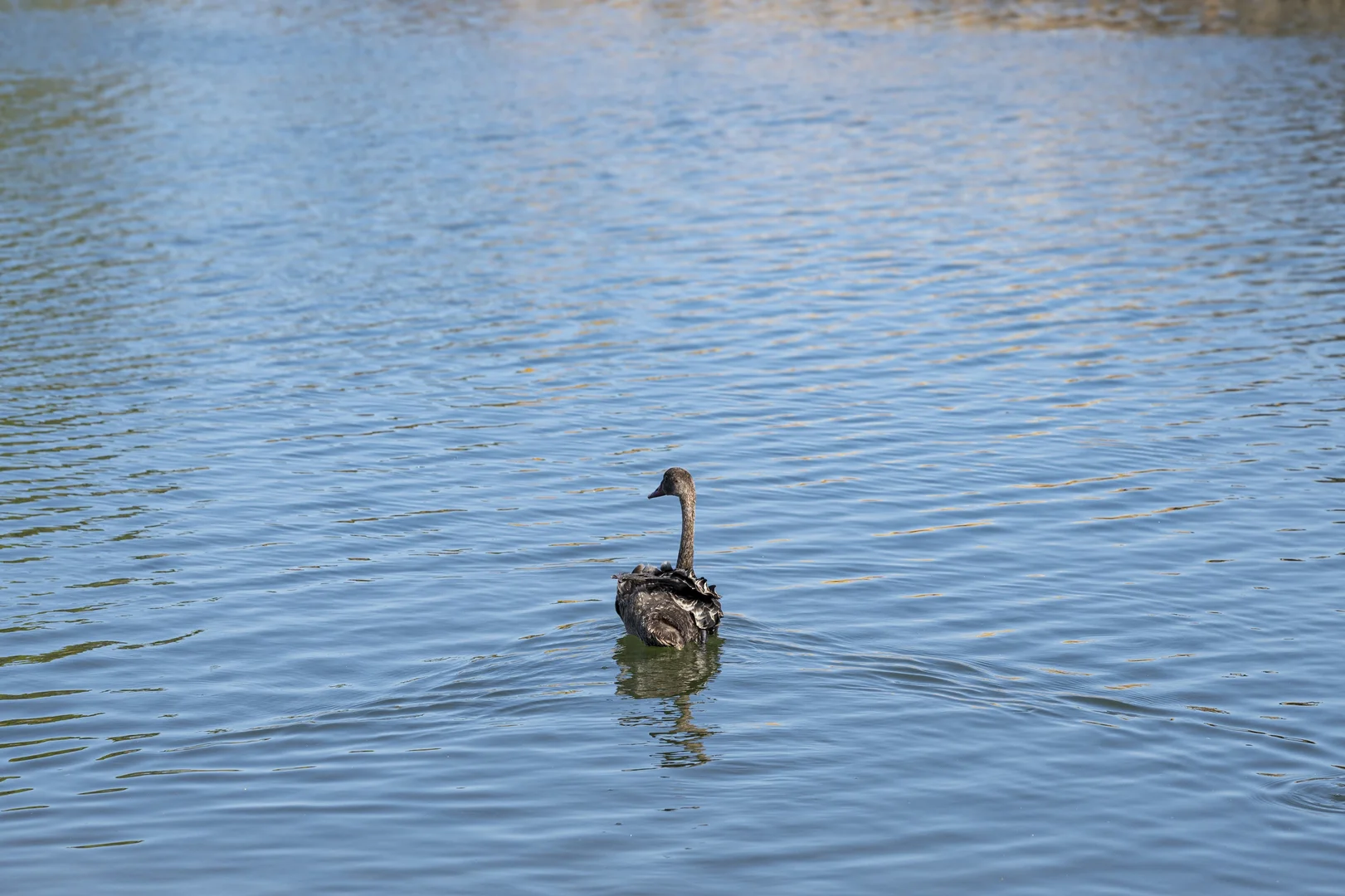 Additional image 22 of Lot 39 Webster Road, Wonnerup WA 6280