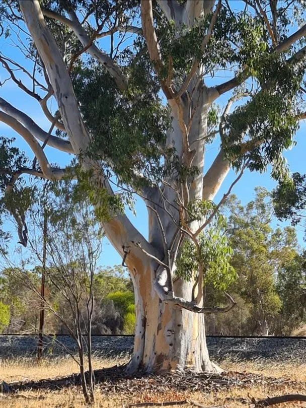 Additional image 5 of Lot/20 Landon Street, Wyening WA 6568