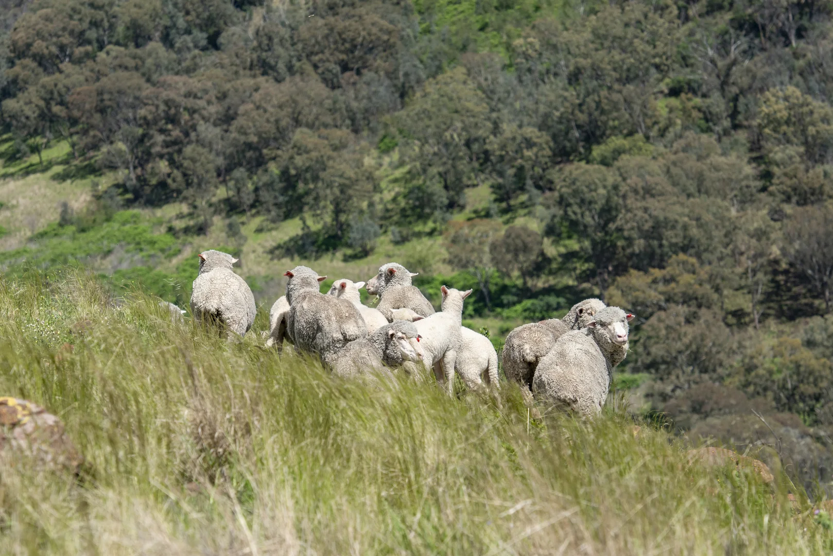 Additional image 16 of 1124 WARKTON ROAD, Coonabarabran NSW 2357