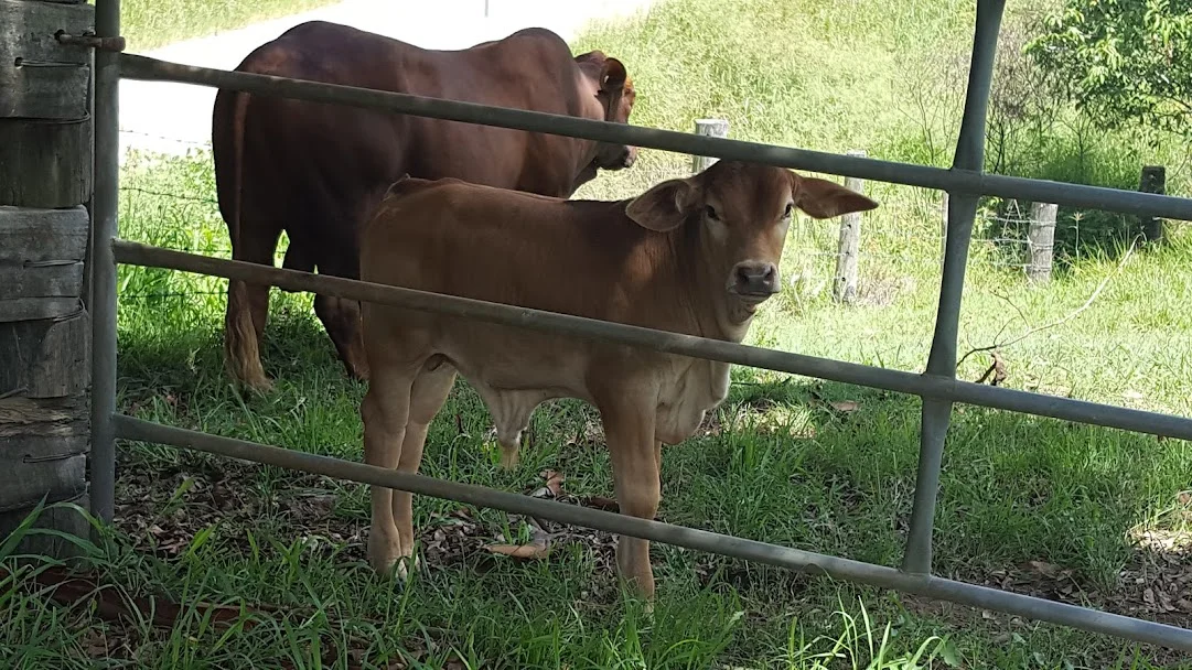 Additional image 2 of 155 Vidoni Road, Mount Delaney QLD 4514