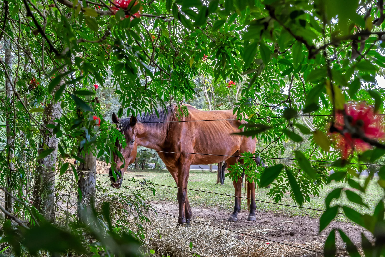 Additional image 30 of 53 Edward Elgar Close, Speewah QLD 4881