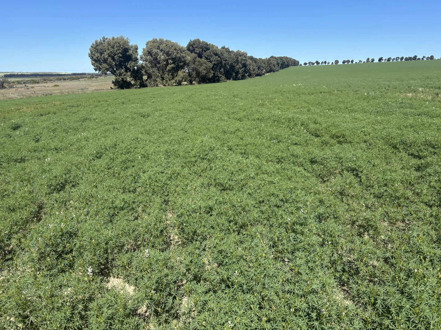 Additional image 3 of Lot 55 Ahern Place, Hickety WA 6532