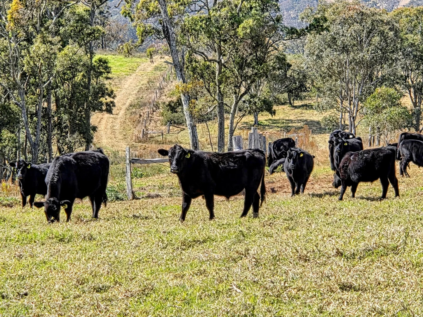 Additional image 29 of Lot 1 and Lot 5 Bald Hills Road, Plainby QLD 4355