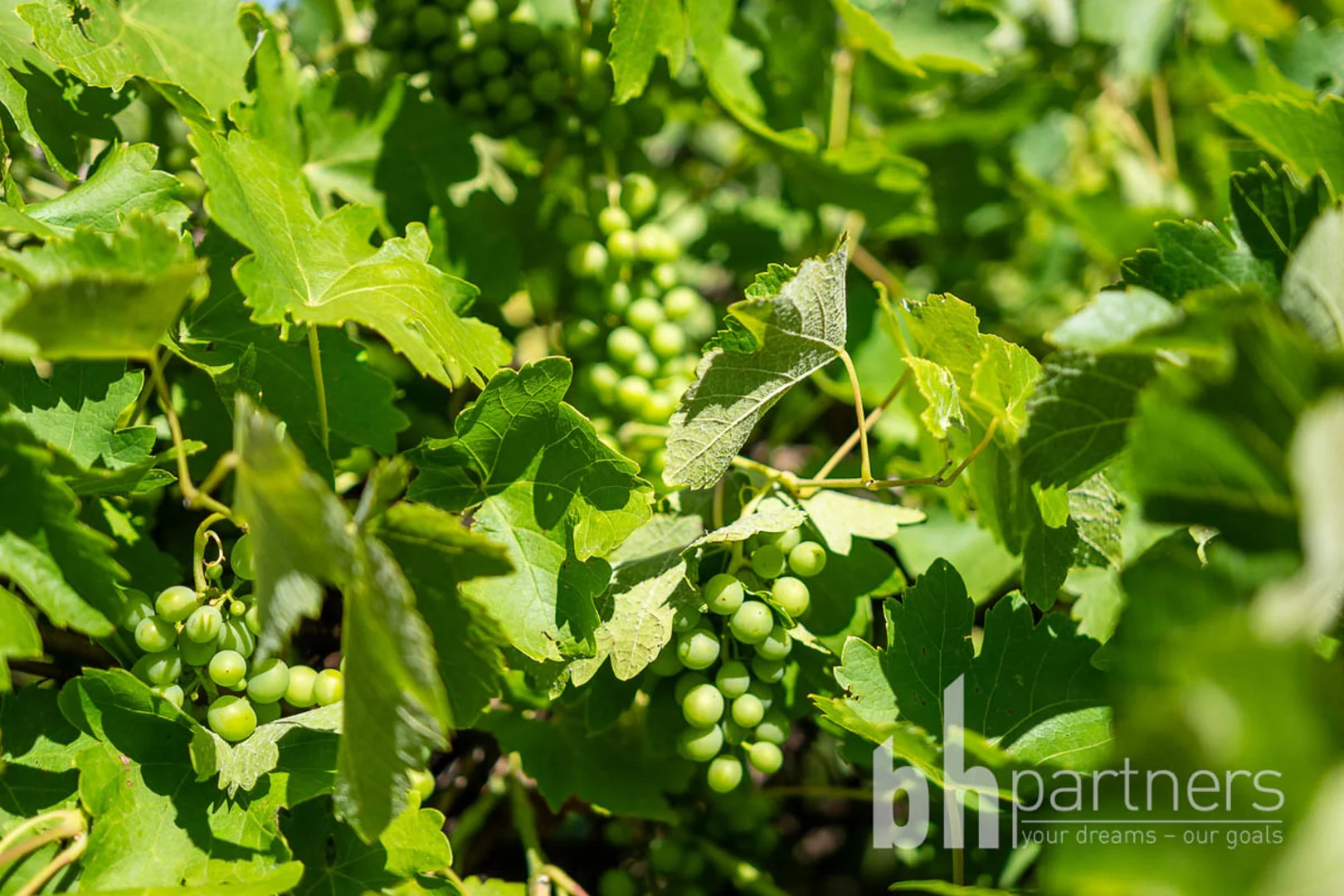 Additional image 3 of Greenways Road & Heywood Drive, Nildottie SA 5238