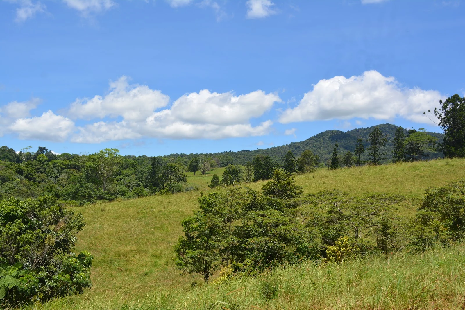 Additional image 51 of 780 MIDDLEBROOK ROAD, Millaa Millaa QLD 4886