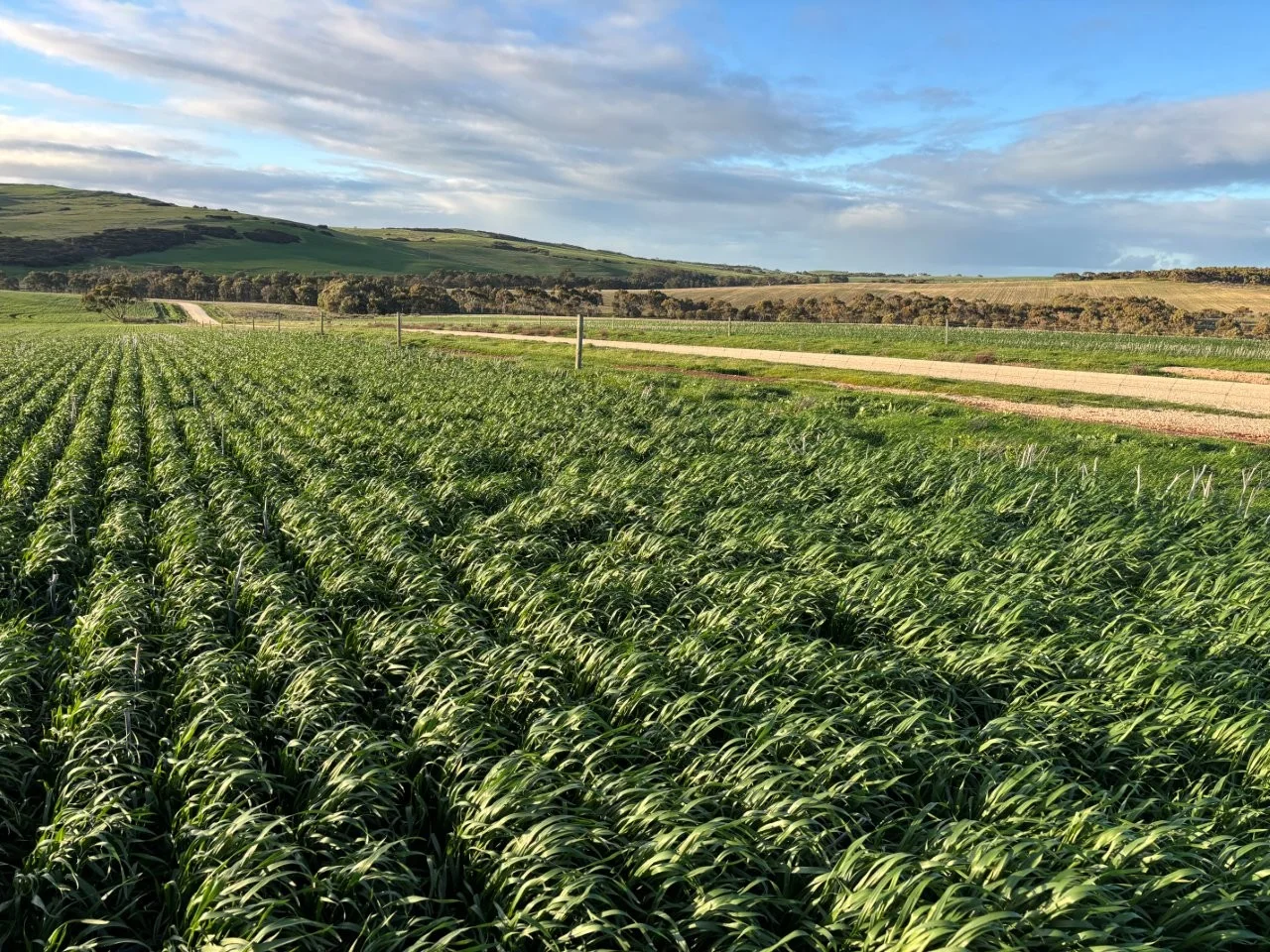 Additional image 24 of Lot 5 McAvaney Lane, Whites Flat SA 5607