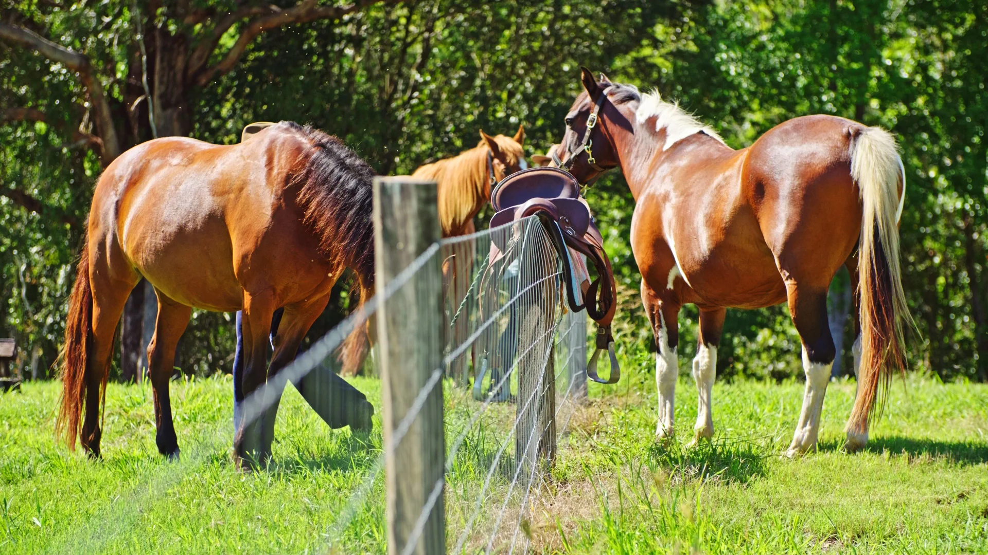 Additional image 4 of 2981 Kyogle Road, Kunghur NSW 2484