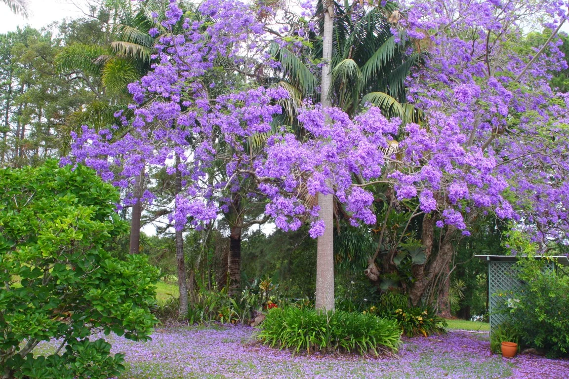 Additional image 23 of 709 Federal Drive, Federal NSW 2480