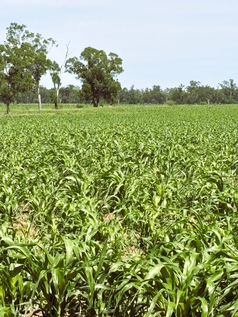 Additional image 10 of 'Glencoe' 28547 Carnarvon Highway, Roma QLD 4455