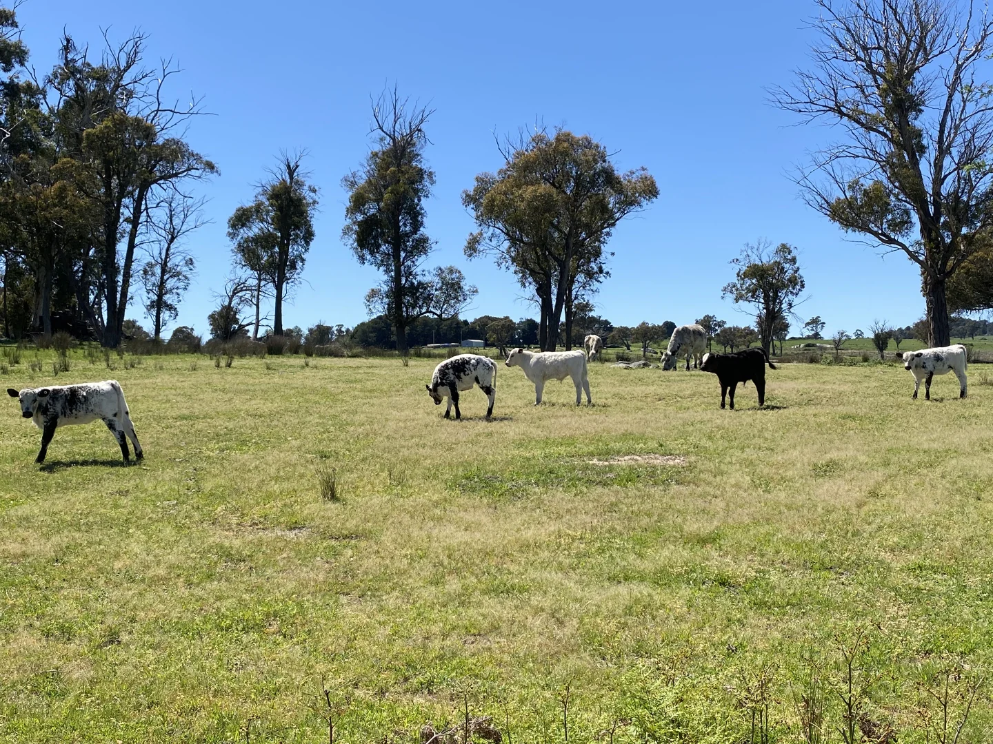 Additional image 12 of 1709 Bigga Road, Bigga NSW 2583