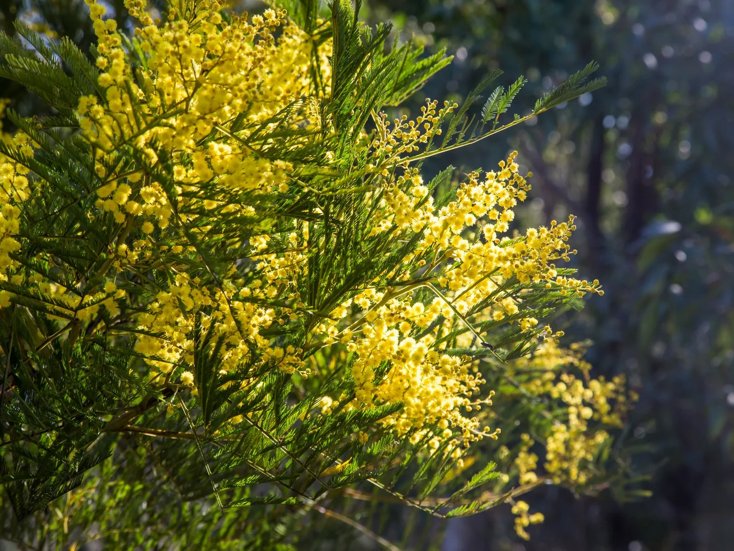 Additional image 24 of 170 Wattle Flats Road, Canyonleigh NSW 2577