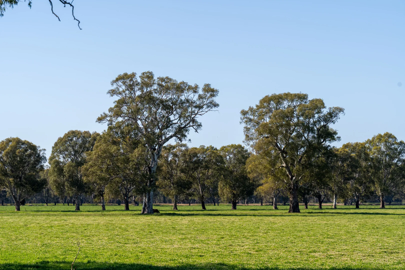 Additional image 33 of 6021 Riverina Highway, Hopefield NSW 2646