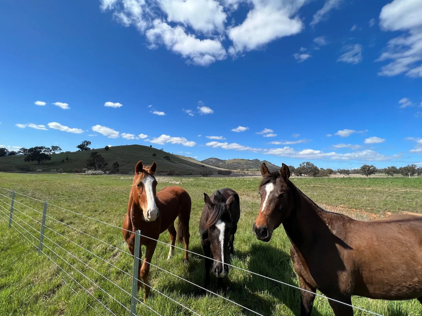 Additional image 6 of 79 Owens Creek Drive, Mansfield VIC 3722