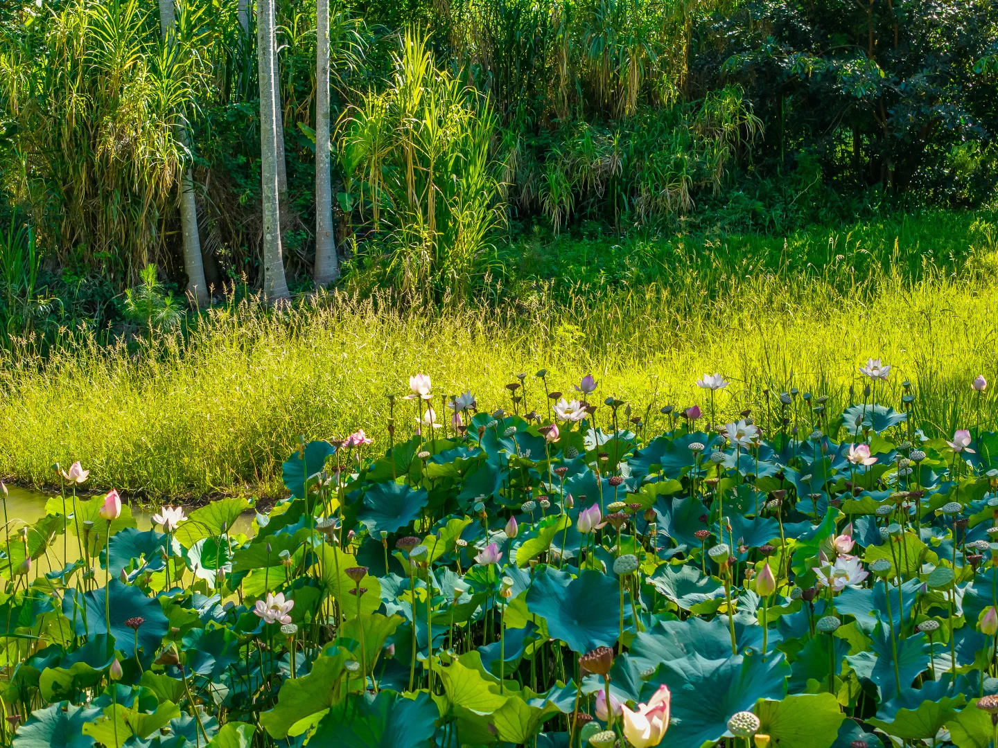 Additional image 46 of 196-276 Kaiser Road, Tamborine Mountain QLD 4272