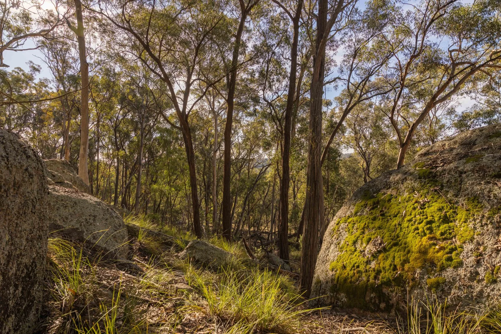Additional image 6 of 318 White Cedars Road, Mudgee NSW 2850