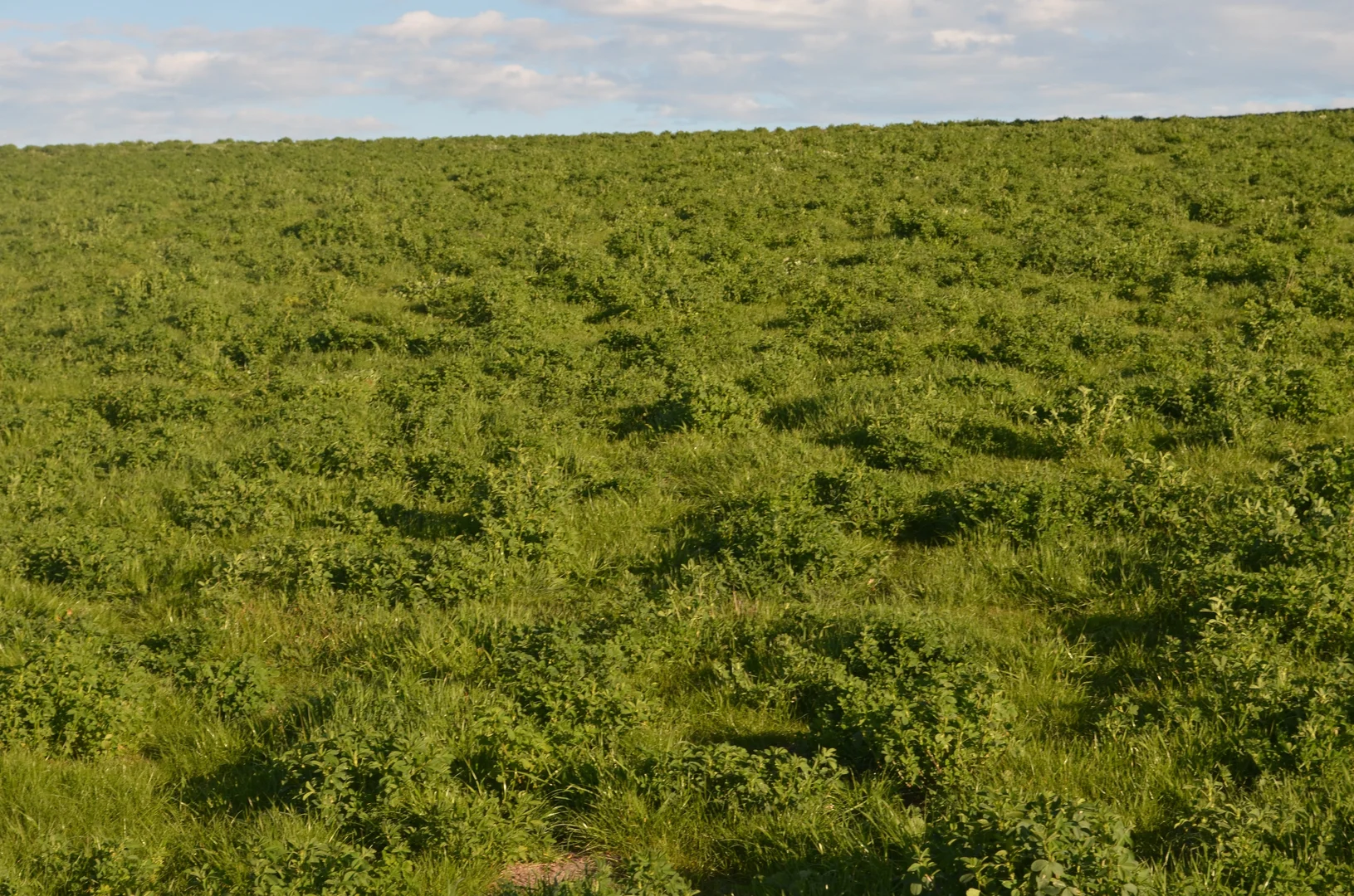 Additional image 11 of Lot 296 Beggs Road, Avenue Range SA 5273