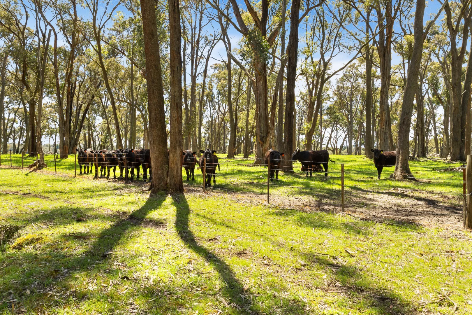 Additional image 5 of Napoleons VIC 3352