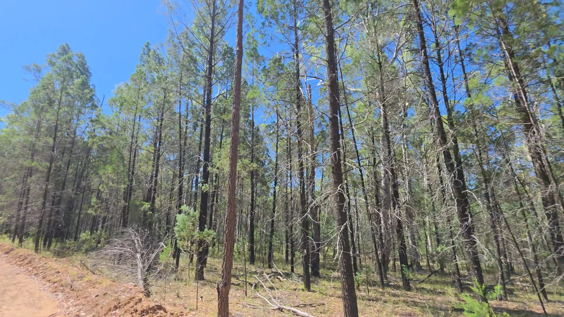 Additional image 2 of LOTS 34-39/221, 520 Pelican Back Road, Pelican QLD 4413