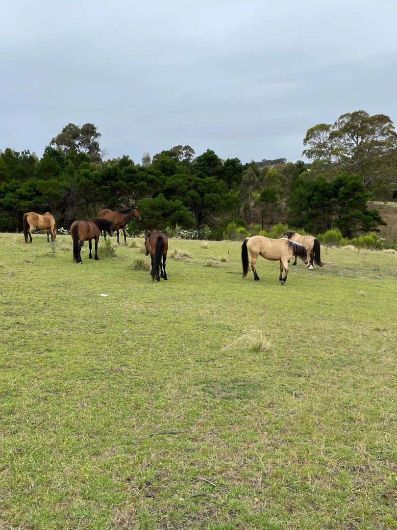 Additional image 11 of 242 Marble Hill Road, Kingsdale via, Goulburn NSW 2580