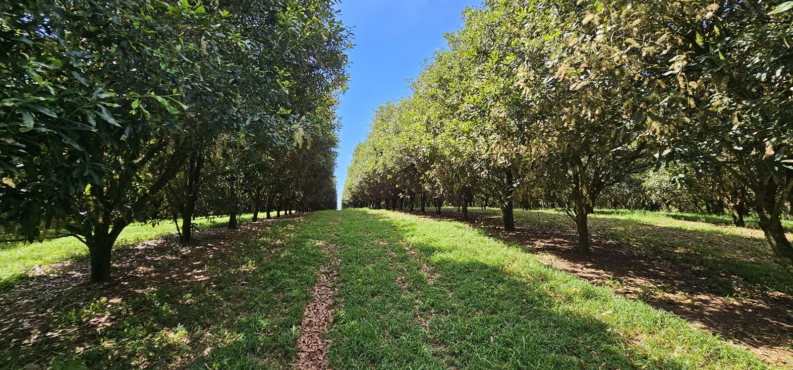 Additional image 9 of Tregeagle NSW 2480