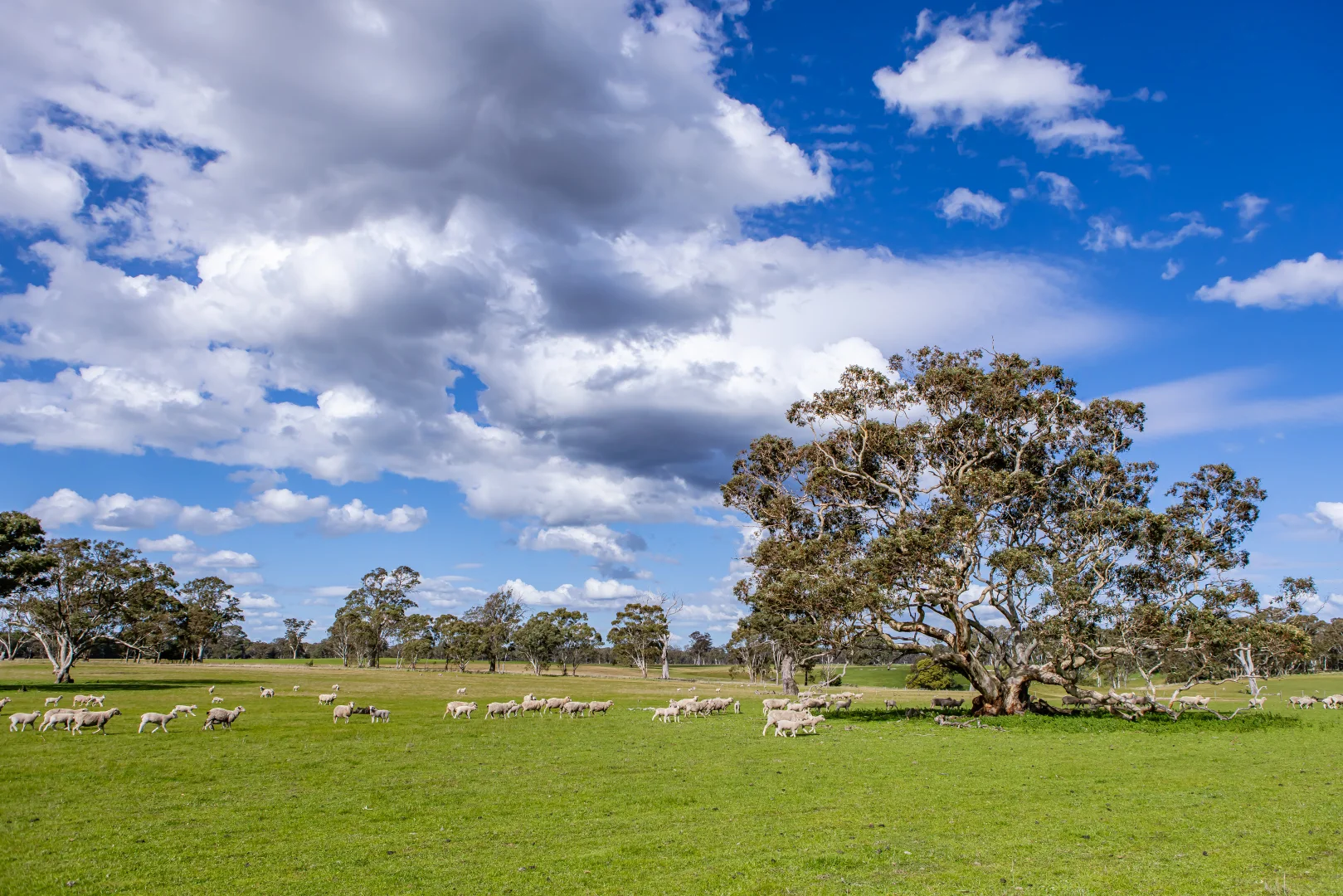 Additional image 50 of 219 Ockley Rd, Comaum SA 5277