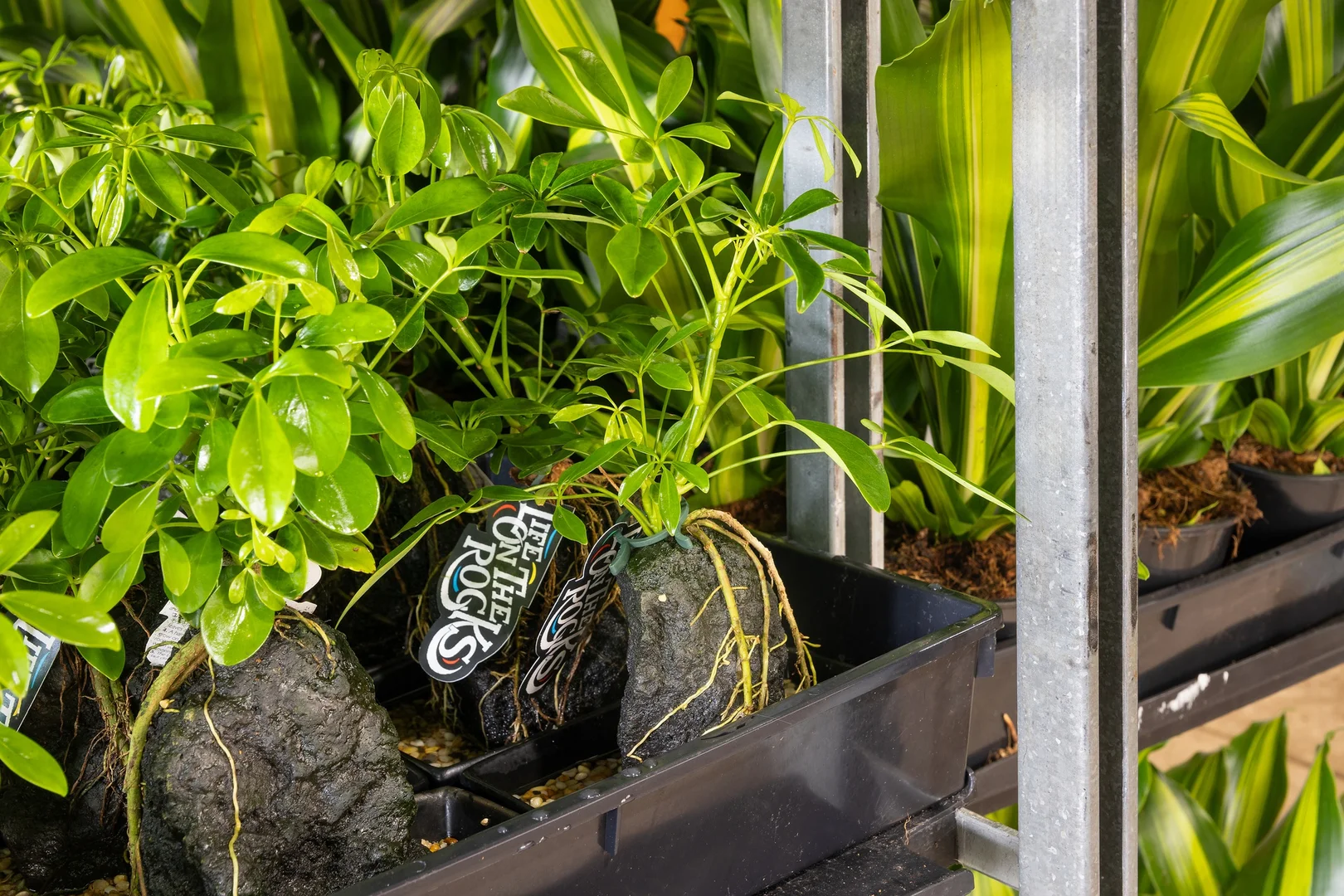 Additional image 26 of 659 Federal Drive, Federal NSW 2480