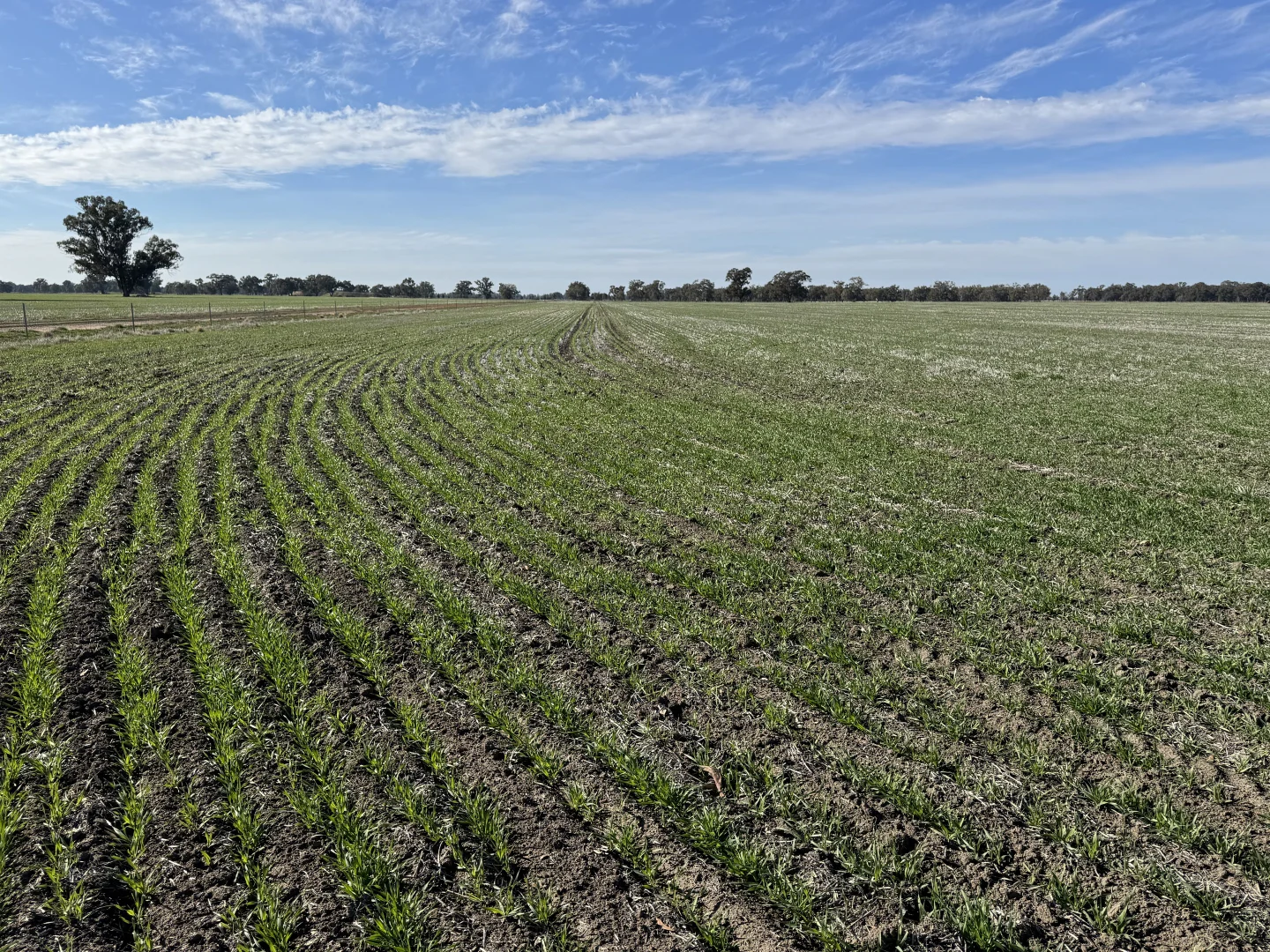 Additional image 29 of Berrigan Oaklands Road, Berrigan NSW 2712