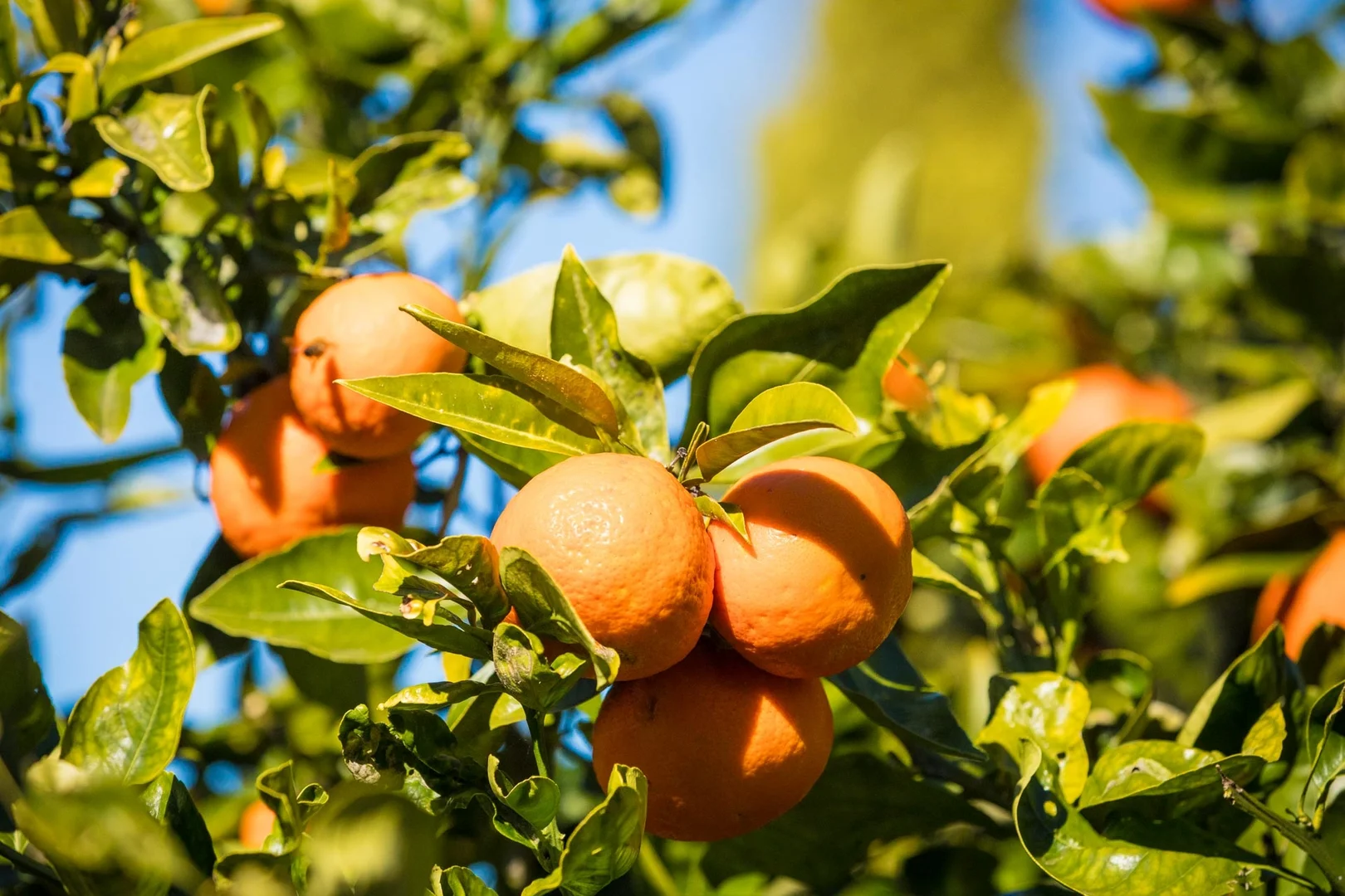 Additional image 30 of 71 Surf Circle, Tura Beach NSW 2548