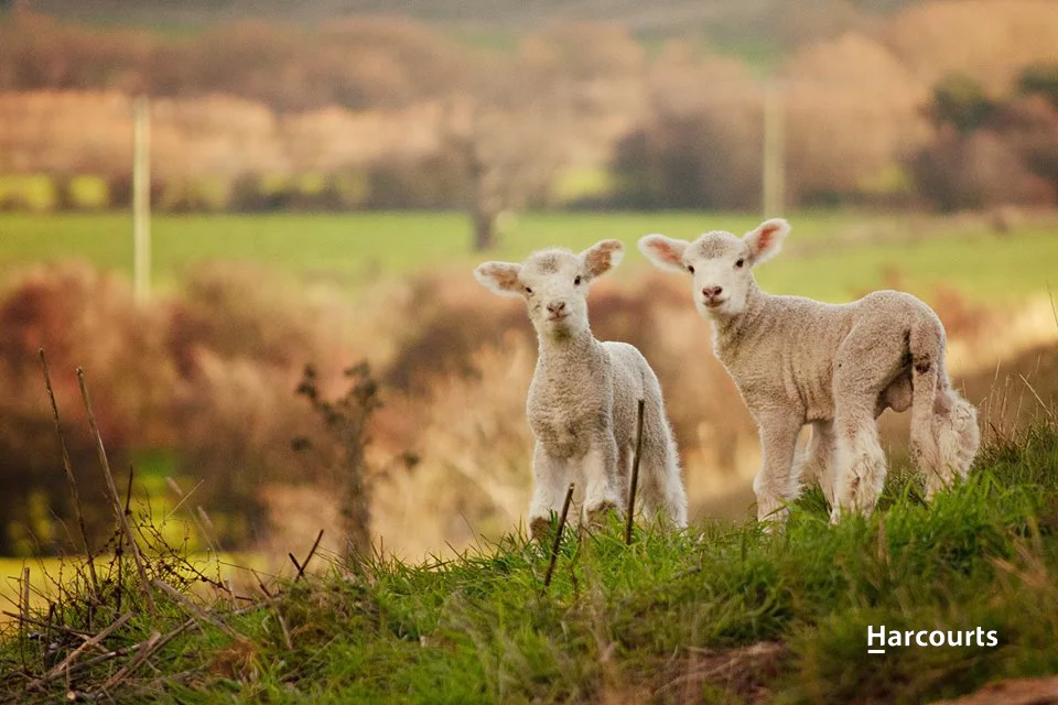 Additional image 35 of 6736 Lyell Highway, Ouse TAS 7140