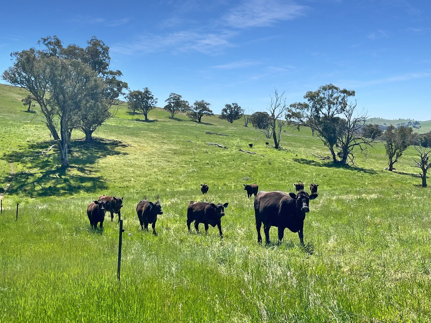 Additional image 27 of 'horse Gully' Old Waugoola Road, Woodstock NSW 2793