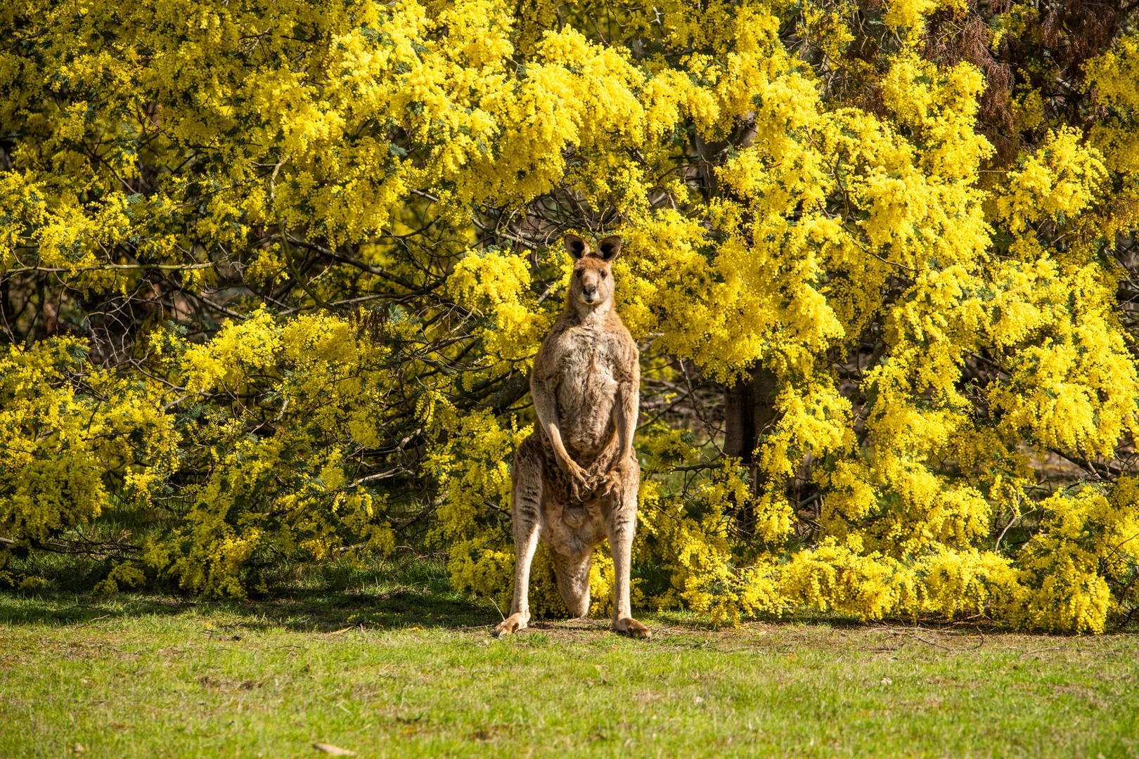 Additional image 21 of 15 Jarosite Road, Bellbrae VIC 3228