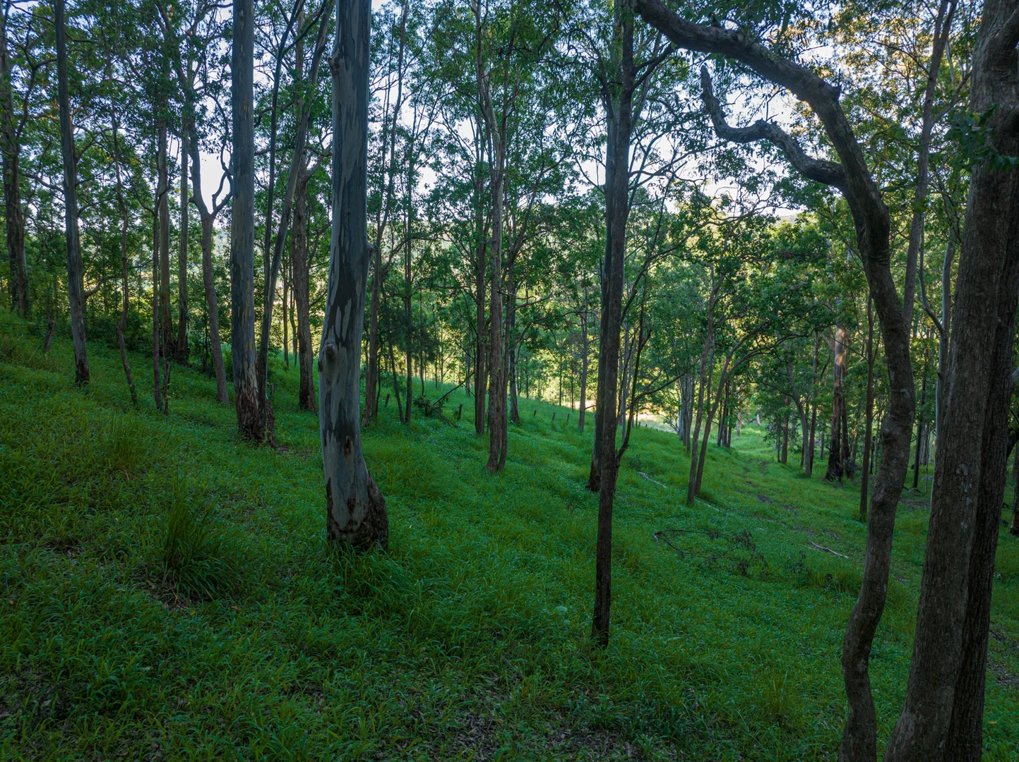 Additional image 35 of 2298 Nimbin Road, Nimbin NSW 2480