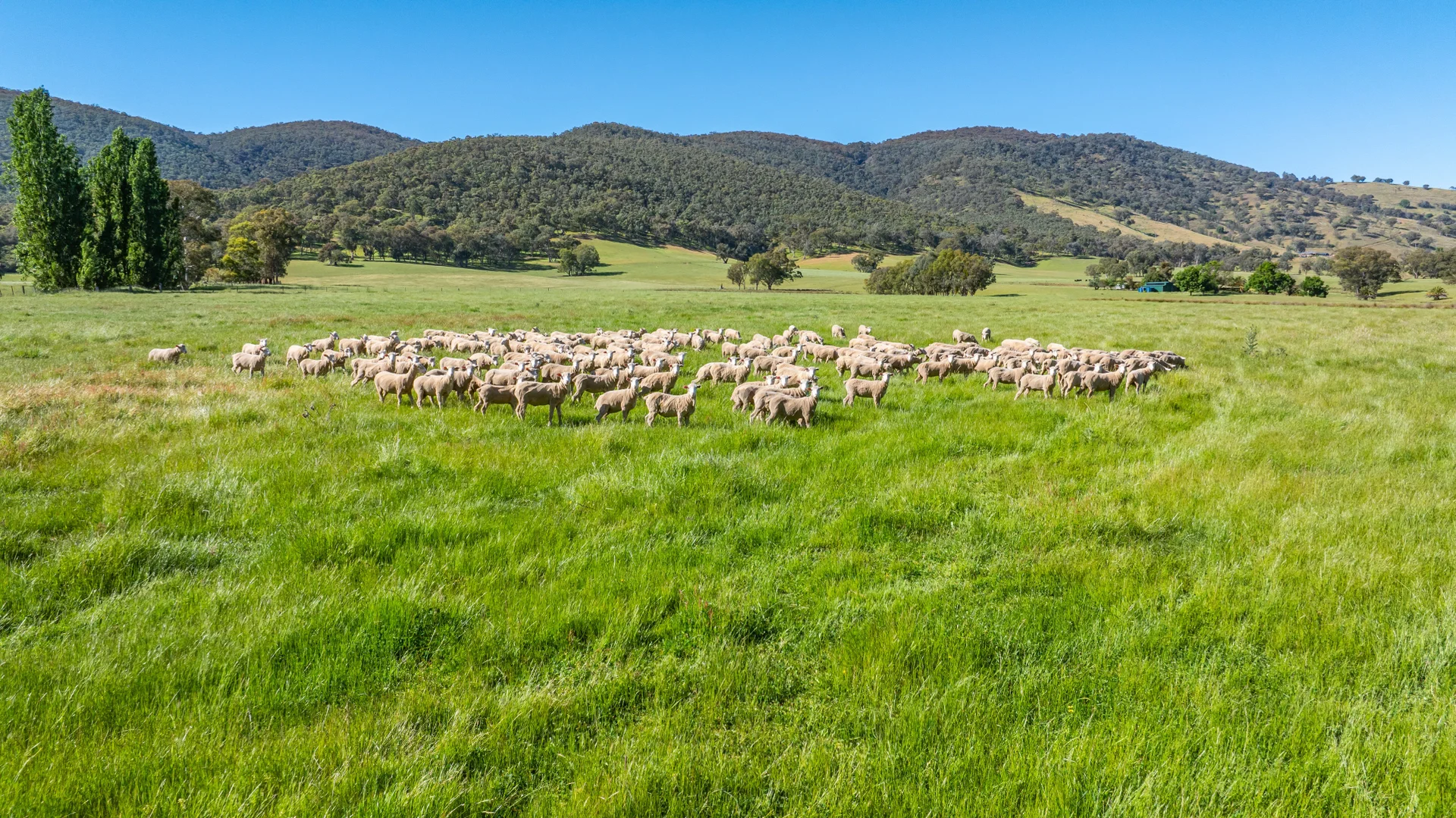 Additional image 14 of 60 Darmodys Road, Leneva VIC 3691