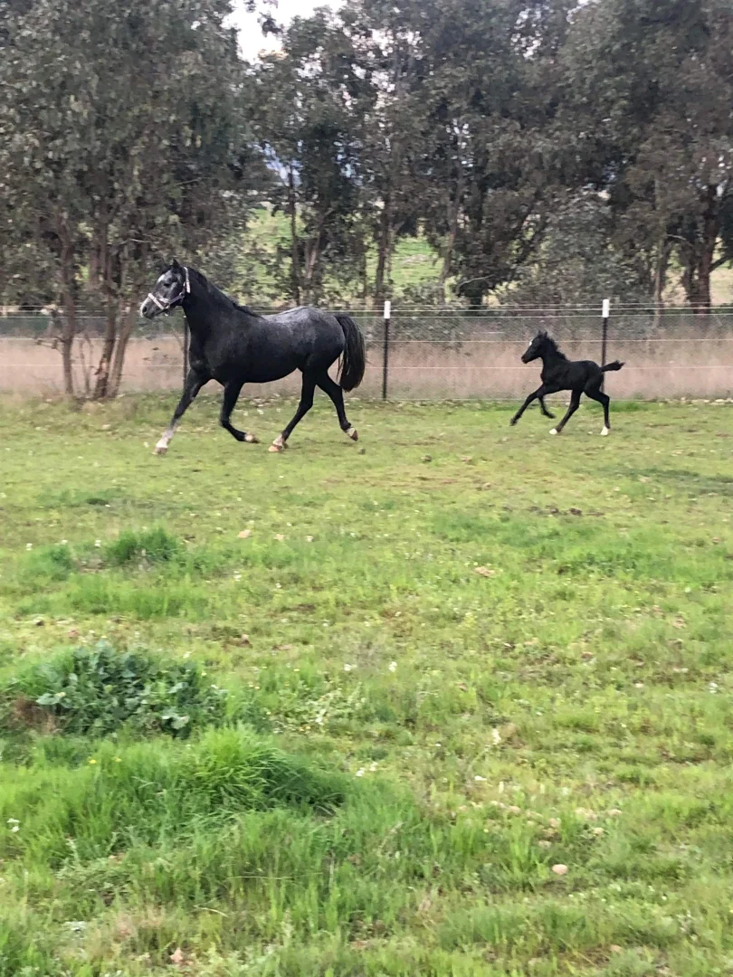 Additional image 20 of 560 Collector Road, Gunning NSW 2581