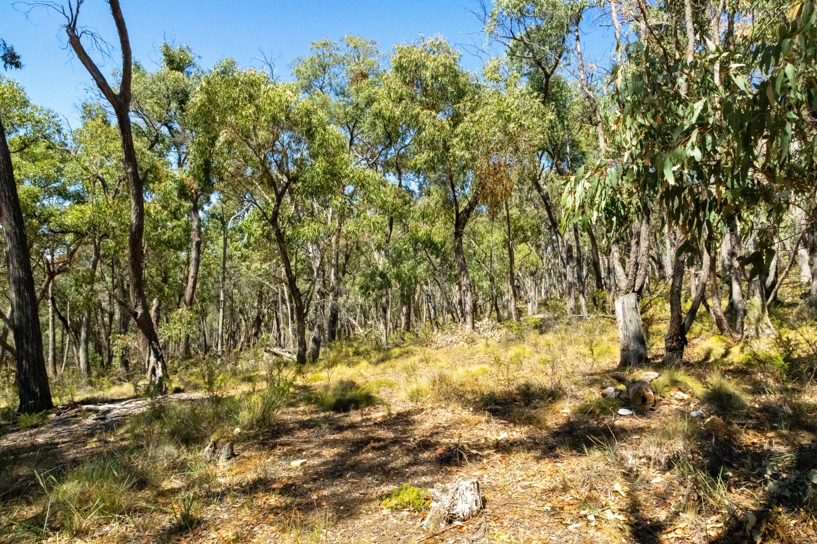 Additional image 8 of CA50 King Charlie Lane, Raglan VIC 3373
