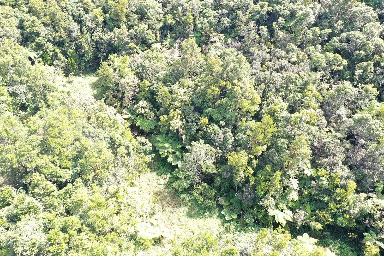 Additional image 7 of 581 Theresa Creek Road, Millaa Millaa QLD 4886