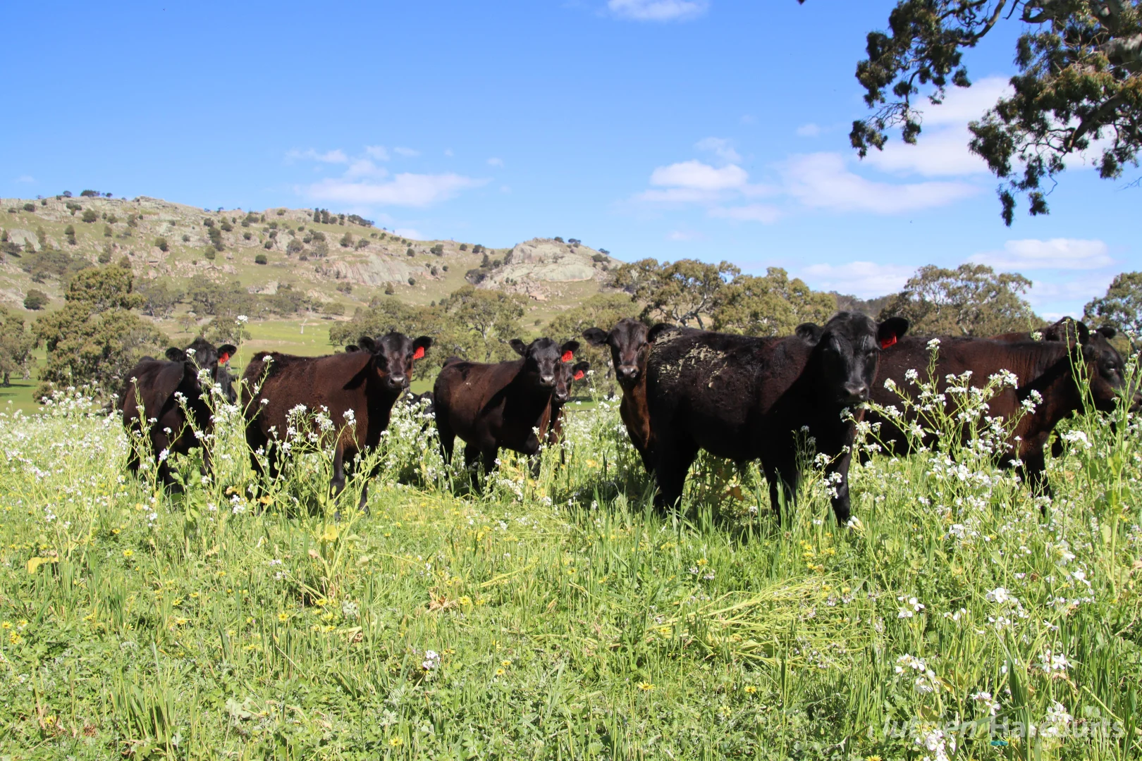 Additional image 2 of Lot 2 Beaufort-Waubra Road, Ercildoune VIC 3352