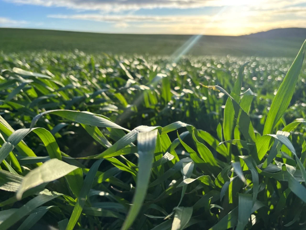 Additional image 10 of Lot 5 McAvaney Lane, Whites Flat SA 5607