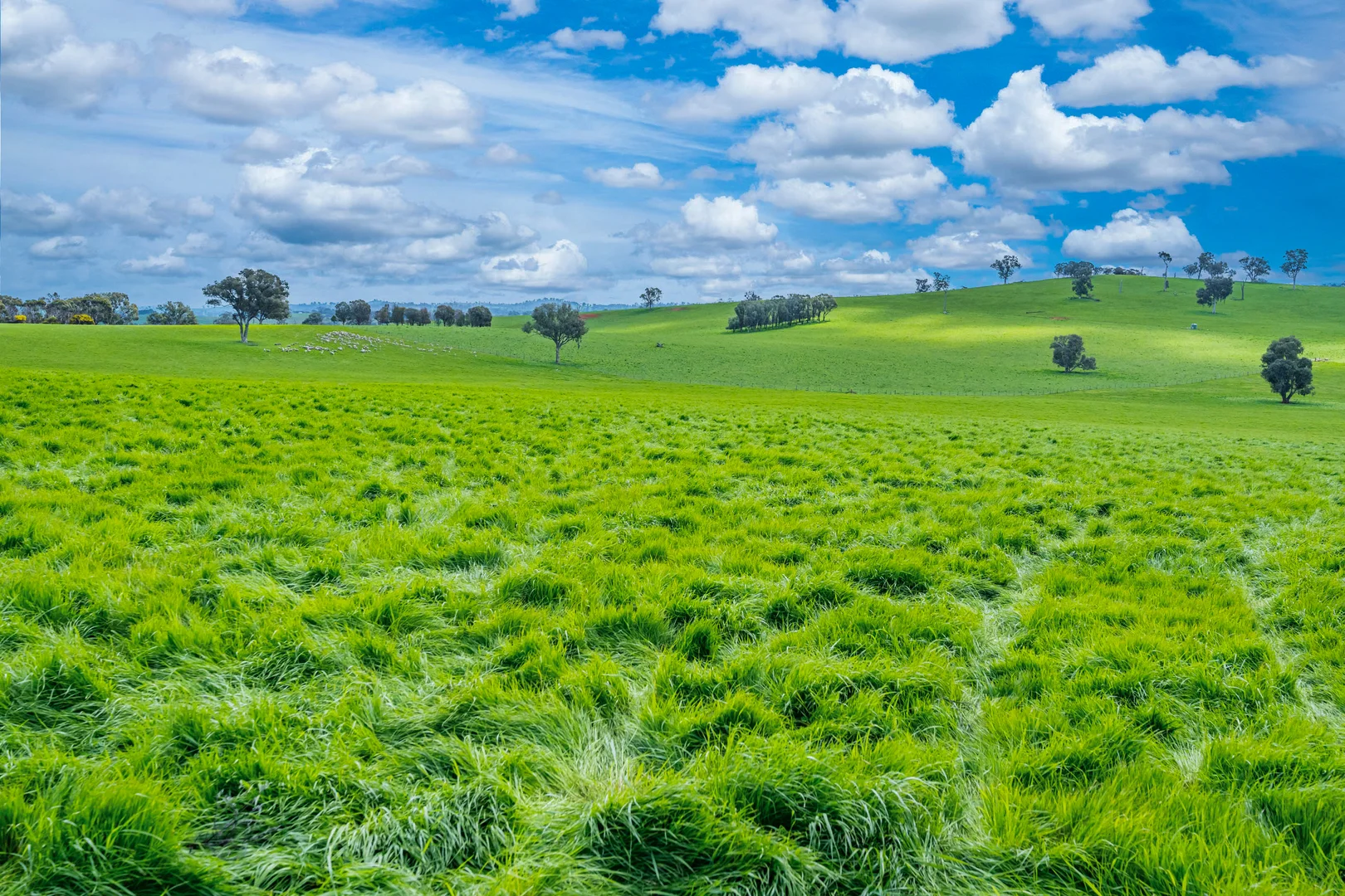 Additional image 14 of 1510 Culcairn Holbrook Road, Morven NSW 2660