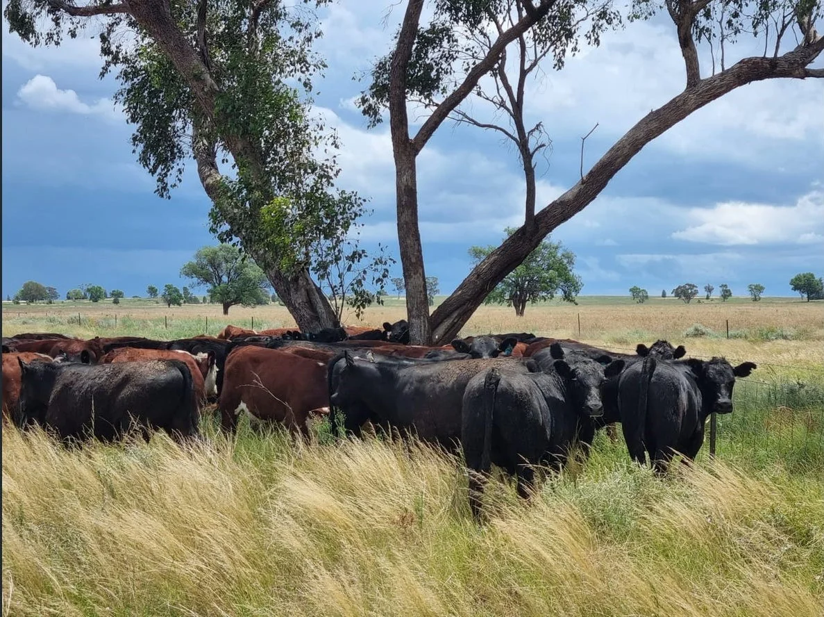 Additional image 33 of 492 Eremeran Road, Condobolin NSW 2877